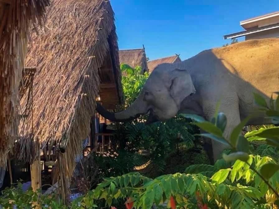 3 Pok Maewang Jinxiang Gold Elephant Park Mae Wang 외부 사진