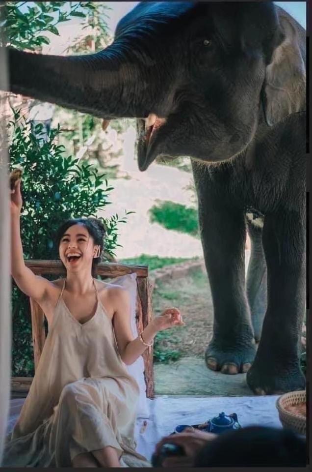 3 Pok Maewang Jinxiang Gold Elephant Park Mae Wang 외부 사진