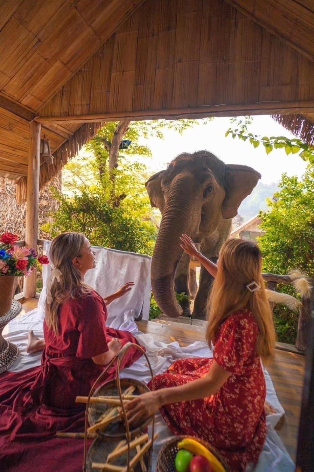 3 Pok Maewang Jinxiang Gold Elephant Park Mae Wang 외부 사진