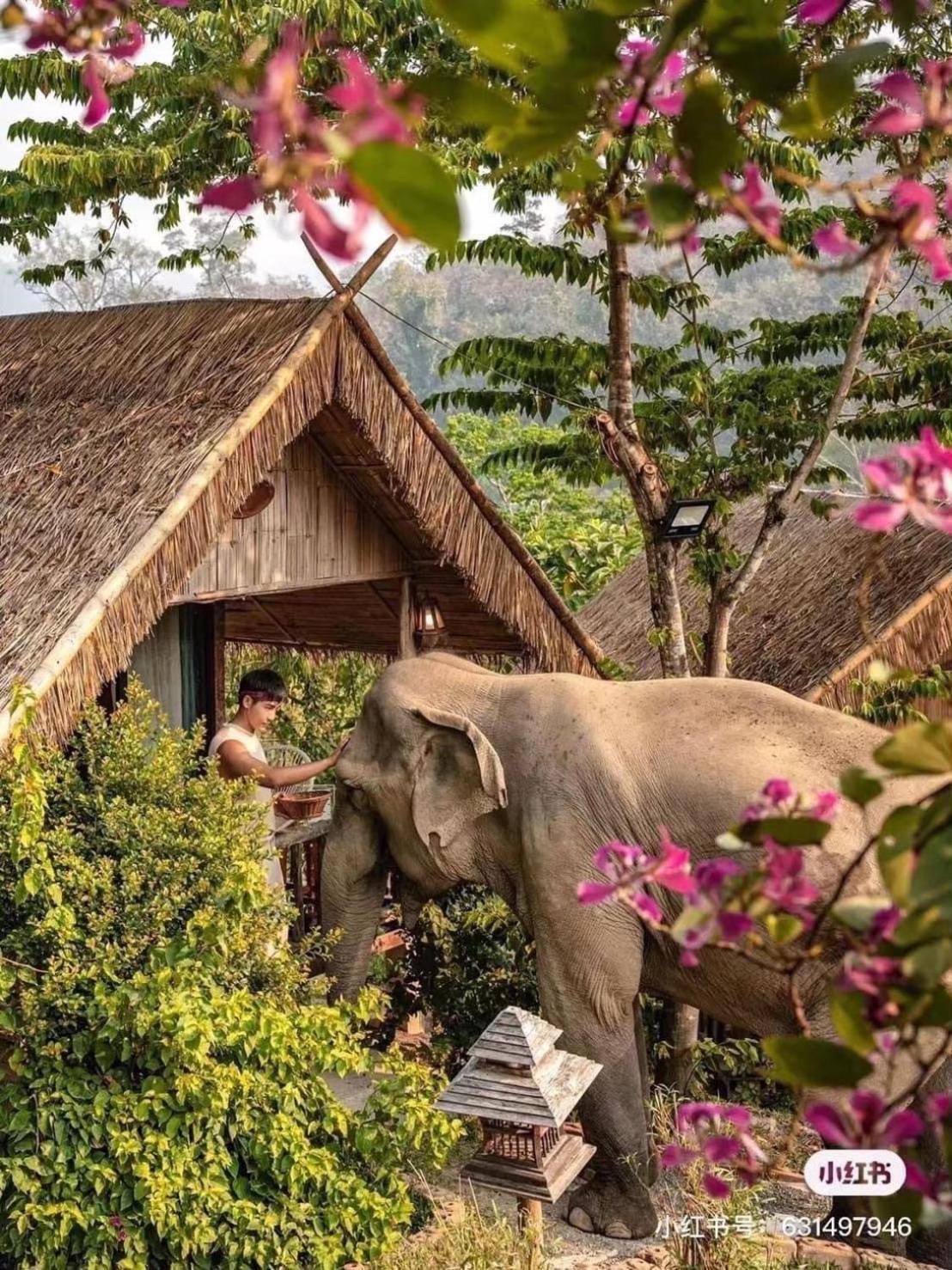 3 Pok Maewang Jinxiang Gold Elephant Park Mae Wang 외부 사진