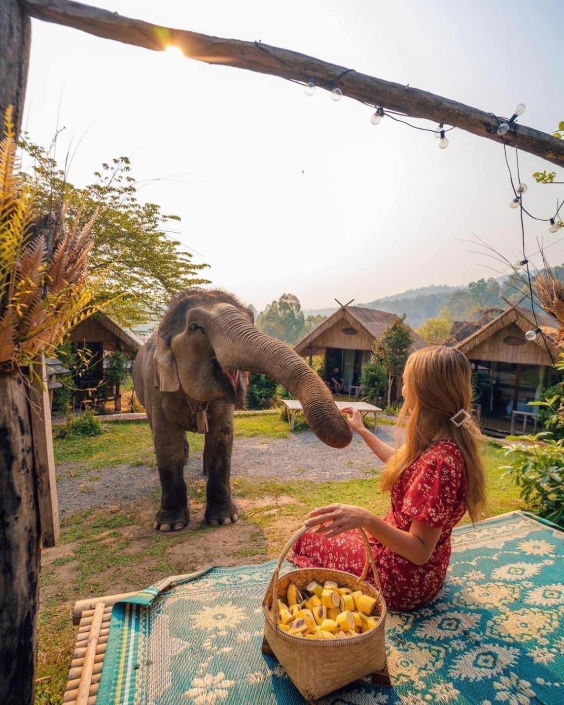 3 Pok Maewang Jinxiang Gold Elephant Park Mae Wang 외부 사진